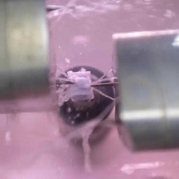 Captura de Tela 2026-02-03 às 21.30.31 1